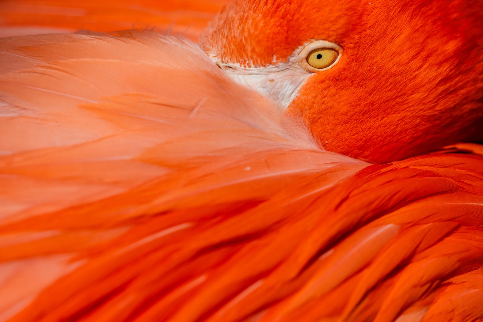 A flamingo sits in the sun at the Cologne Zoo in Germany on Tuesday, April 30.