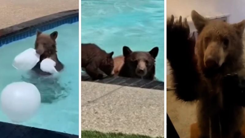 Family of bears goes viral for frequent takeovers of backyard pool | CNN