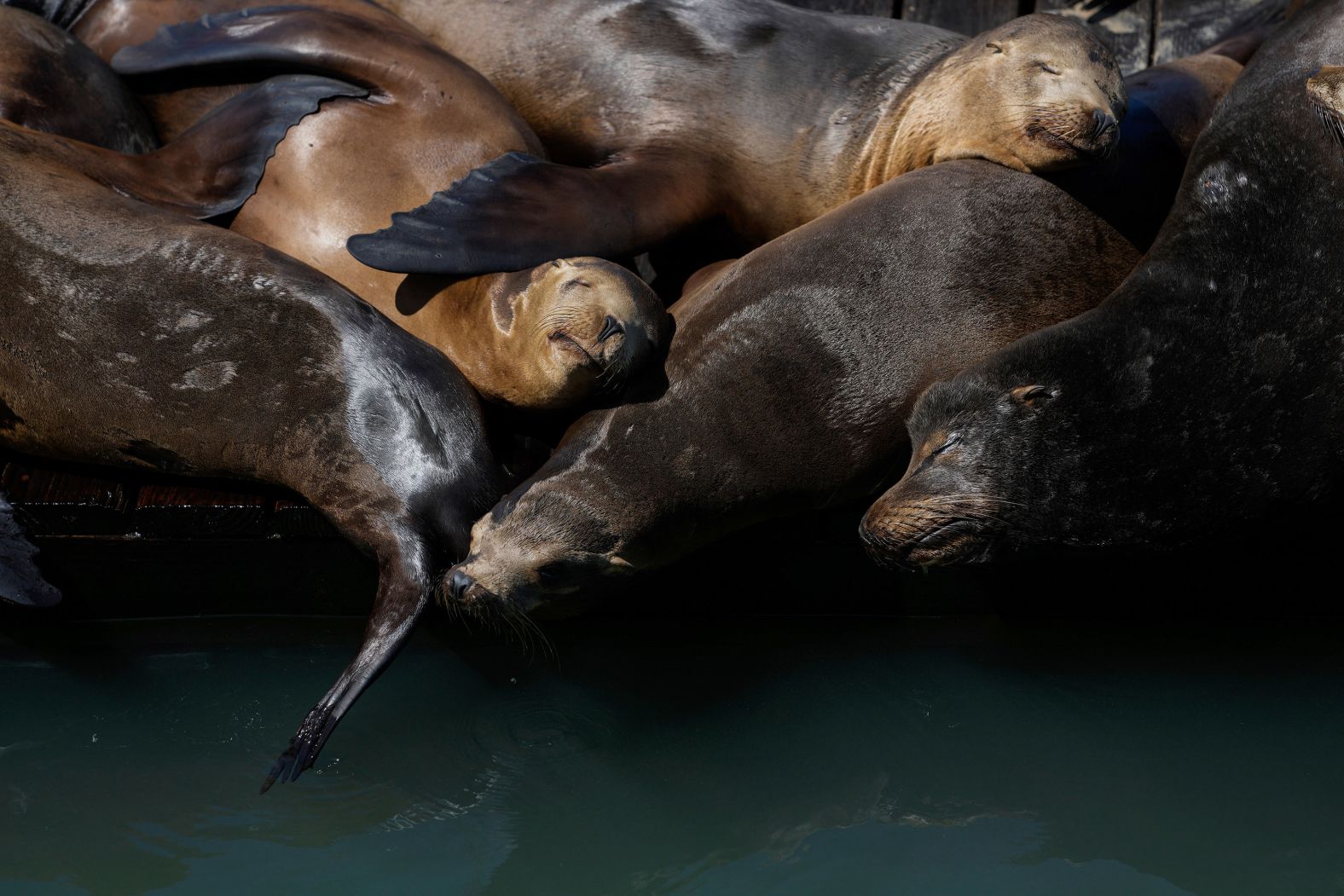 Sea lions sunbathe on a raft along Pier 39 in San Francisco on Thursday, May 2.