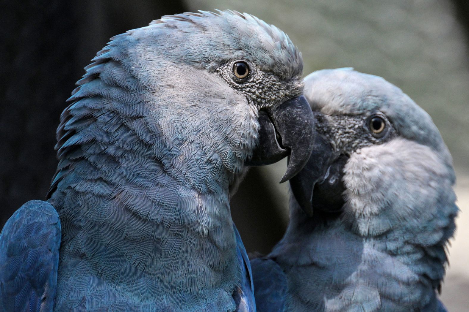 Two Spix's macaws are seen at the São Paulo Zoo in São Paulo, Brazil, on Friday, May 3. The species is one of the most threatened in Brazil.