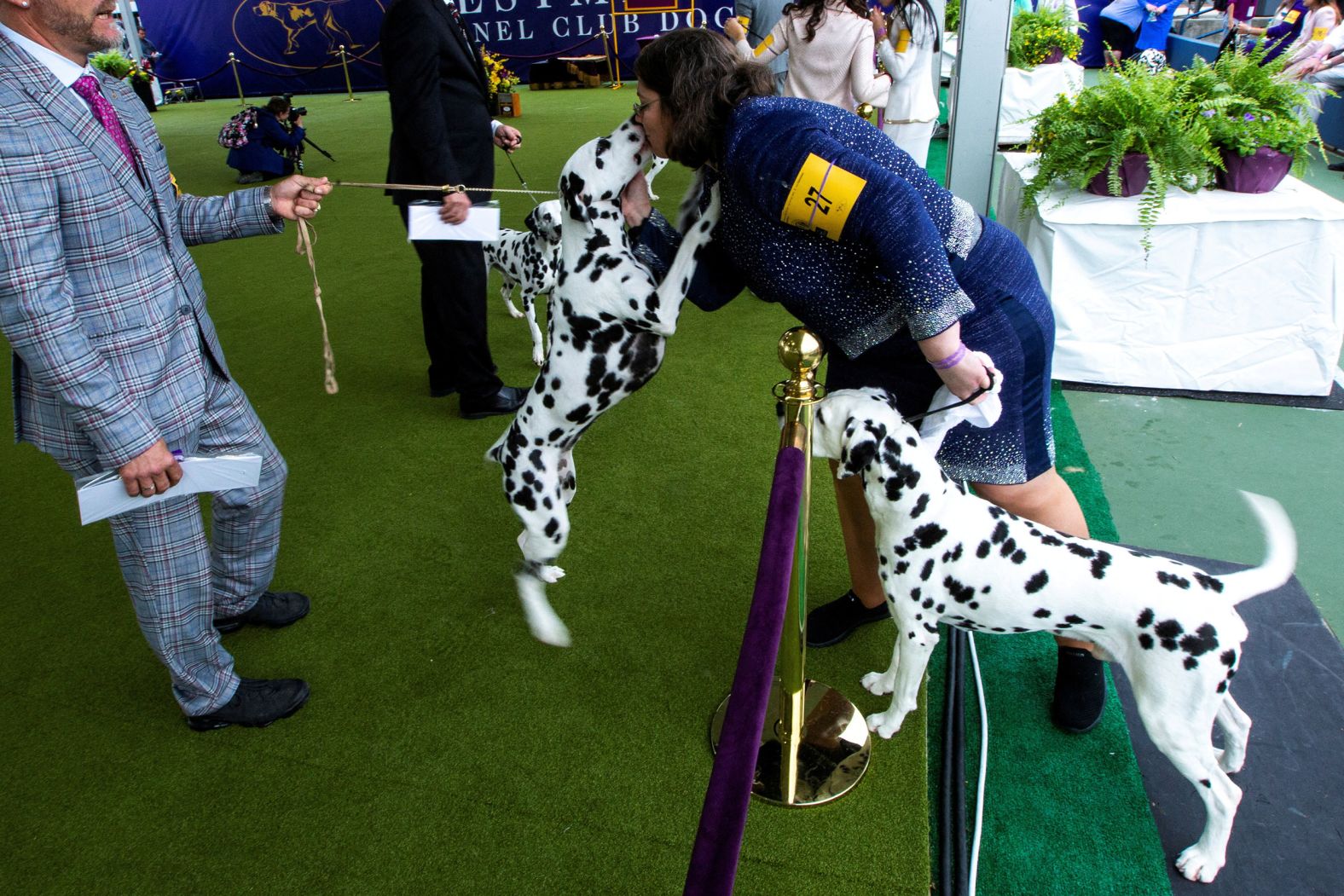 A Dalmatian kisses a handler on Monday.