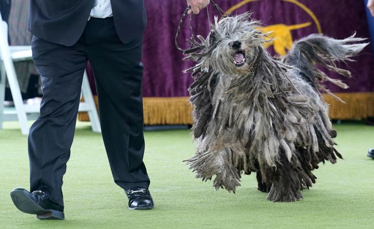 A Bergamasco shepherd competes in the judging area Monday.