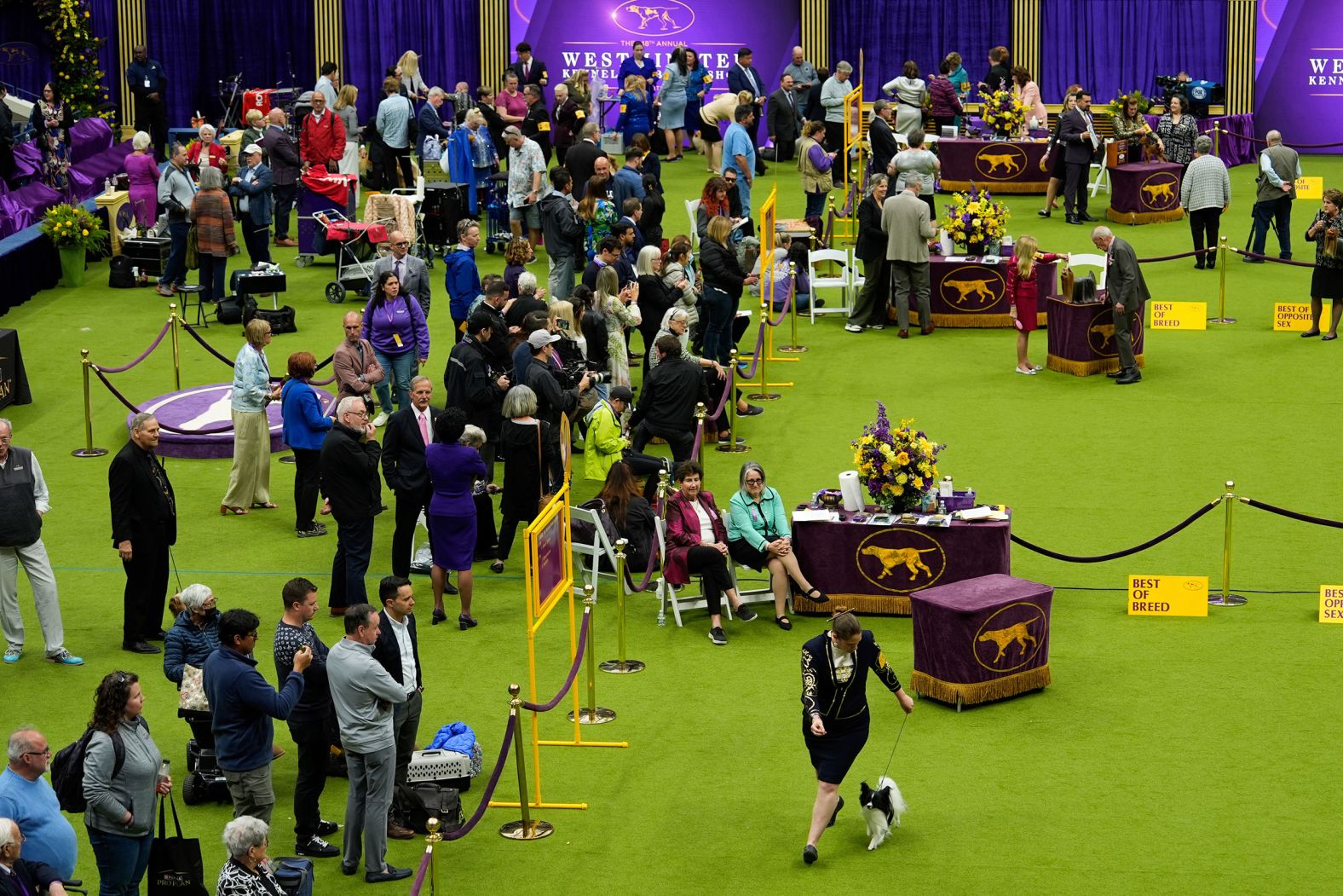 A handler runs with a dog during breed group judging on Monday. The event is held at the USTA Billie Jean King National Tennis Center.