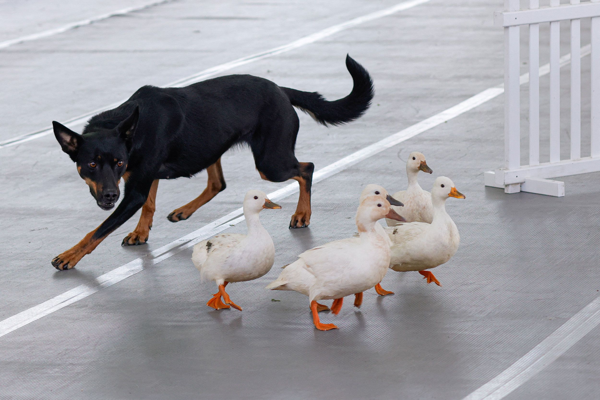 A dog herds ducks into a cage on Saturday during the Canine Celebration Day.