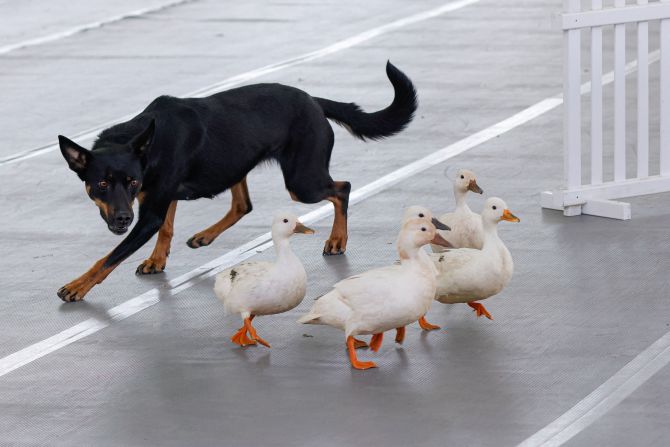 A dog herds ducks into a cage on Saturday. Duck herding was one of the special demonstrations showcased on Westminster's Canine Celebration Day, a new event held alongside the dog show.