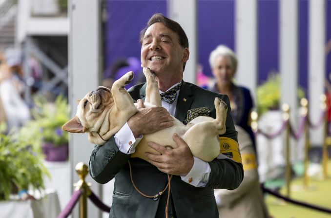 Handler Perry Payson carries his French Bulldog during judging on Monday.