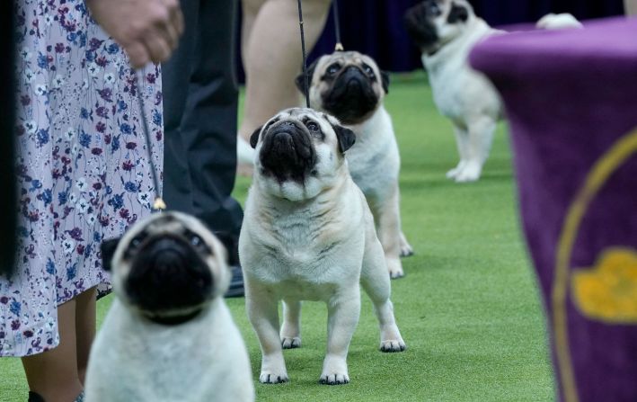 Pugs line up in the judging area on Monday.