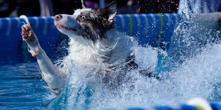 A dog participates in a dock diving event Saturday during the Canine Celebration Day festivities.