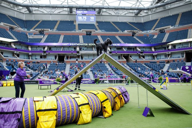 A dog takes part in the Masters Agility Championship that was part of Saturday's festivities.
