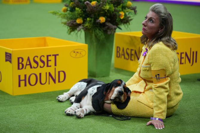 A basset hound, Set-A-Part Atajo Of Lomarol Hounds, naps during the dog show on Monday.
