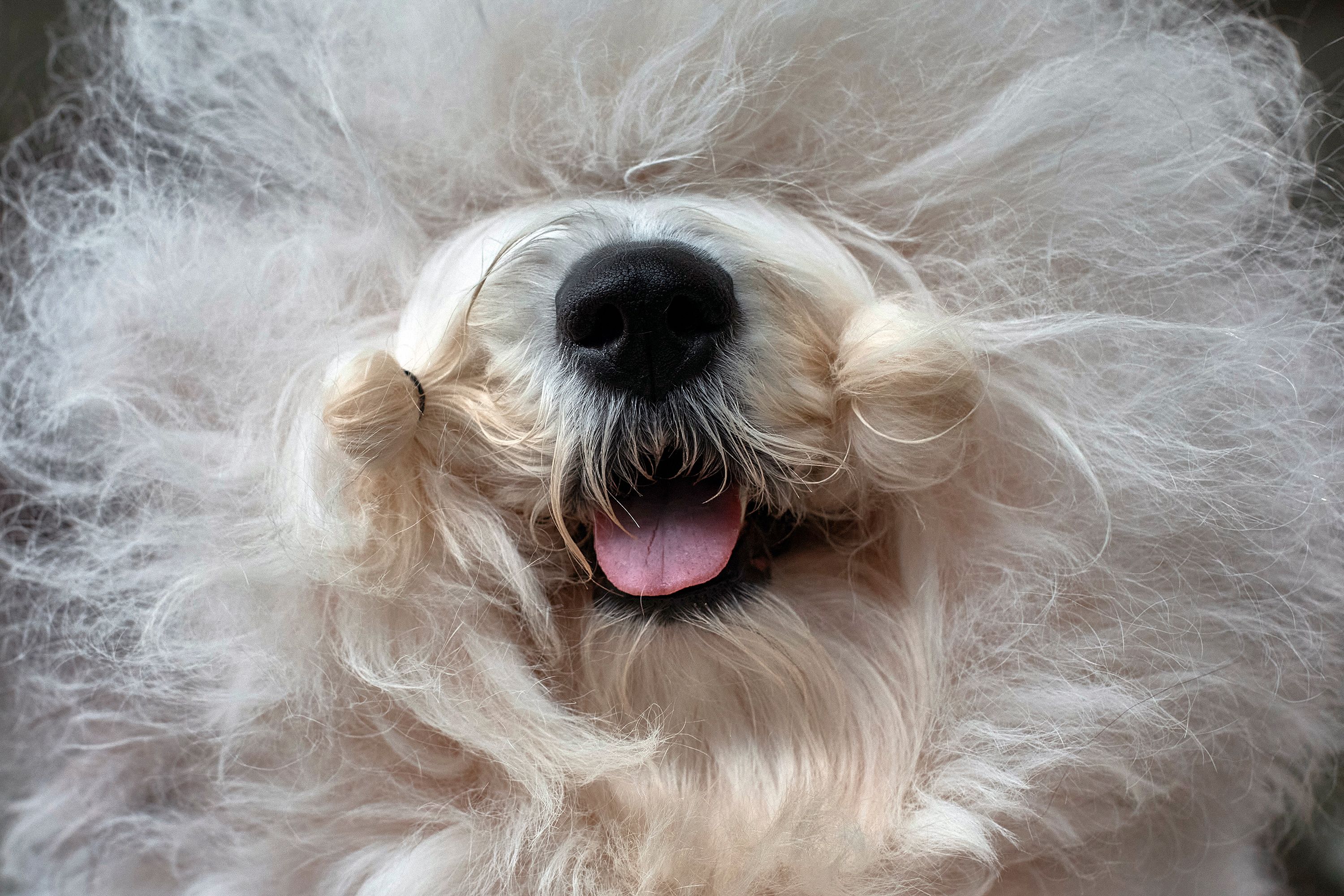 An Old English Sheepdog rests inside the grooming tent on Tuesday.