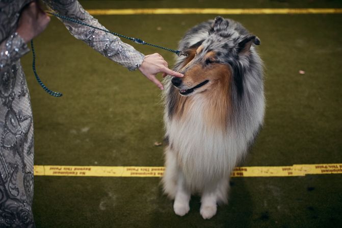 A handler touches the nose of a dog inside the grooming tent on Tuesday.
