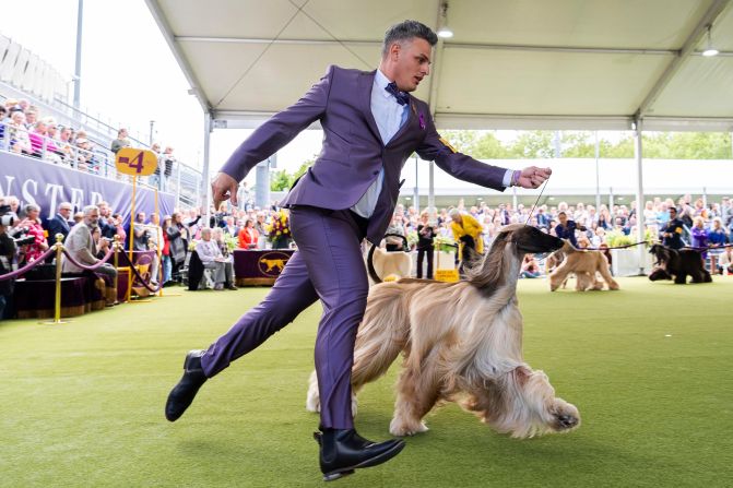 Handler Willy Santiago competes with Afghan Hound Zaida during breed group judging on Monday.