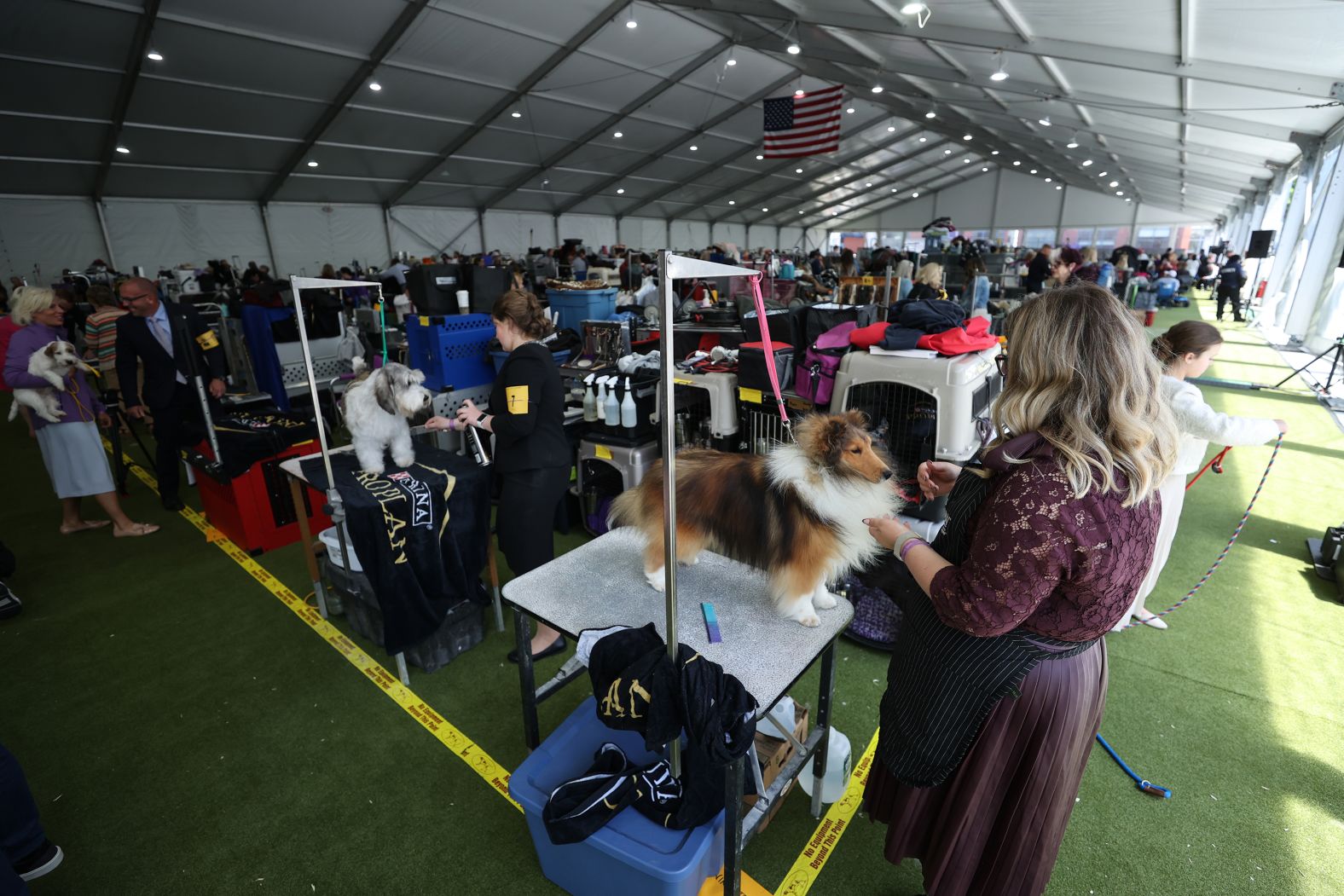 A dog gets prepared for the 148th Annual Westminster Dog Show on Monday.