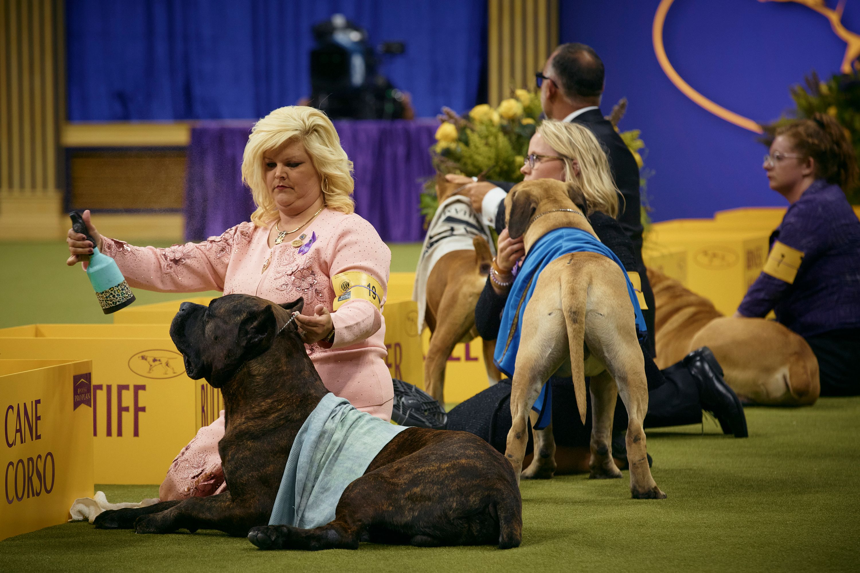 A handler sprays a Cane Corso dog during the Working Group on Tuesday.