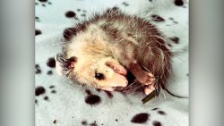 Dead Possum Lives 2