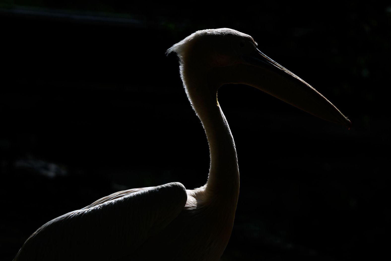 A pelican is silhouetted by the afternoon sunshine as it stands in London's St. James's Park on Friday, May 10.