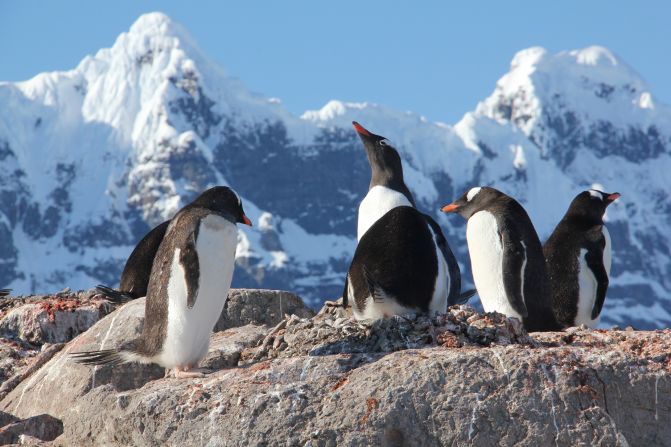 <strong>Meet the neighbors</strong>: Several species of penguins call Antarctica home.
