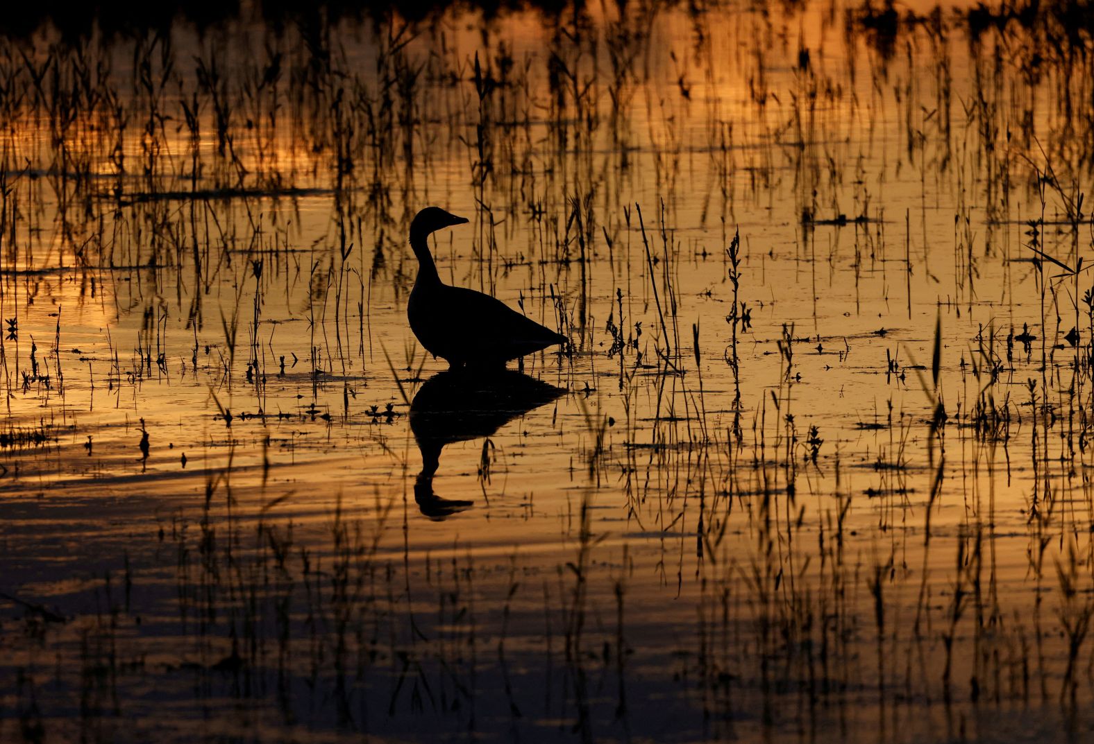 A greylag goose is reflected on Lake Zicksee near Sankt Andrä, Austria, on Sunday, May 19.