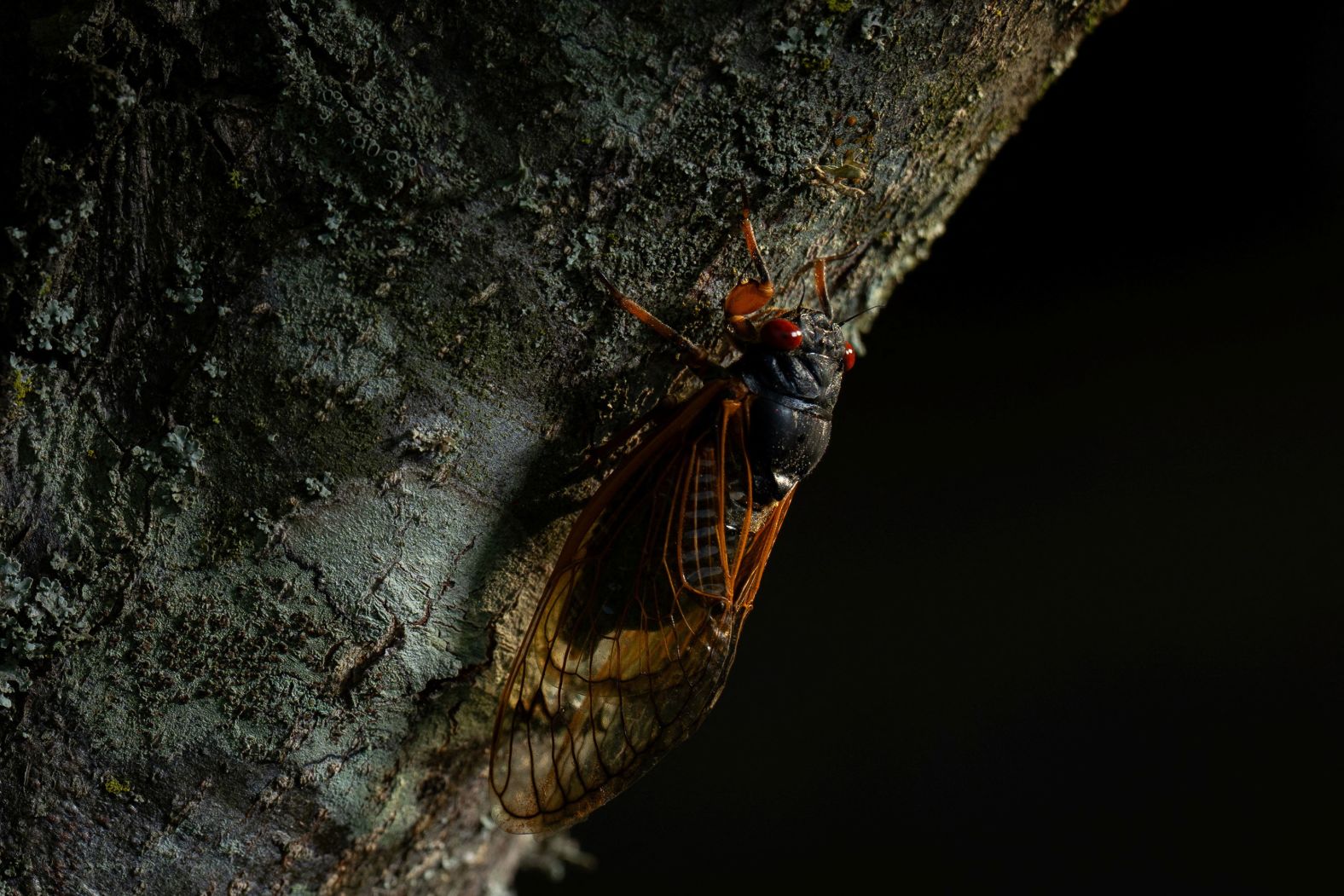 A Brood XIX cicada sits on a tree in Smyrna, Tennessee, on Monday, May 20. <a href="index.php?page=&url=https%3A%2F%2Fwww.cnn.com%2Finteractive%2F2024%2F04%2Fus%2Fperiodical-cicada-2024-visual-guide-scn-dg%2Findex.html" target="_blank">Billions of bugs are emerging from the soil</a> across a large swath of the United States in a natural phenomenon last witnessed in 1803.