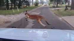 Kangaroo 911 Call 1