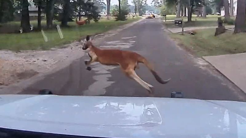 911 caller reports, ‘That’s a freaking kangaroo’ | CNN