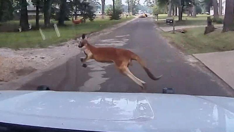 911 caller reports, ‘That’s a freaking kangaroo’