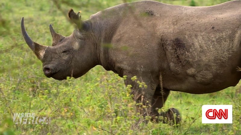 The tech transforming conservation in Africa | CNN Business