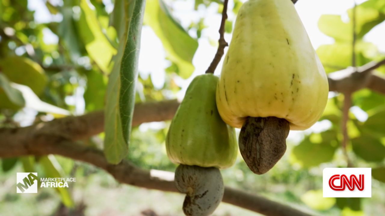 FST ghana cashew