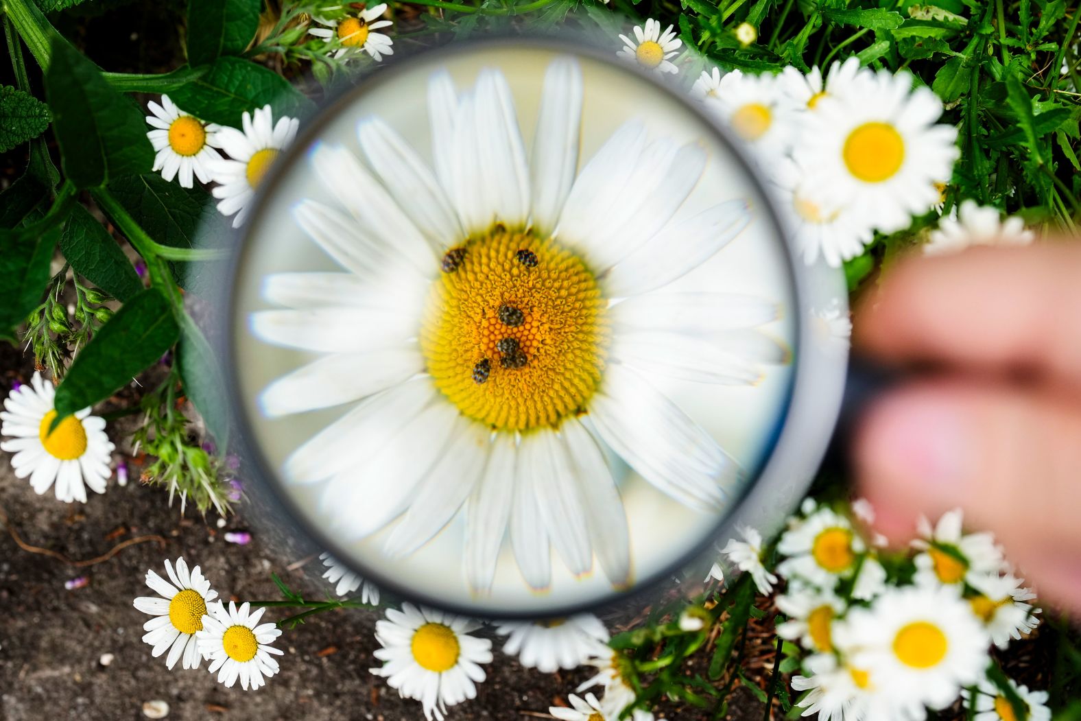 Adrian Hirschmueller, from the Nature And Biodiversity Conservation Union, uses a magnifying glass to count beetles on a flower in Berlin on Thursday, May 23. Starting on Friday, the NABU has invited people in Germany to take part in its "insect summer" event, taking an hour out of their day to count the insects they see in a 10-meter (33-foot) radius and report what they see to the organization.