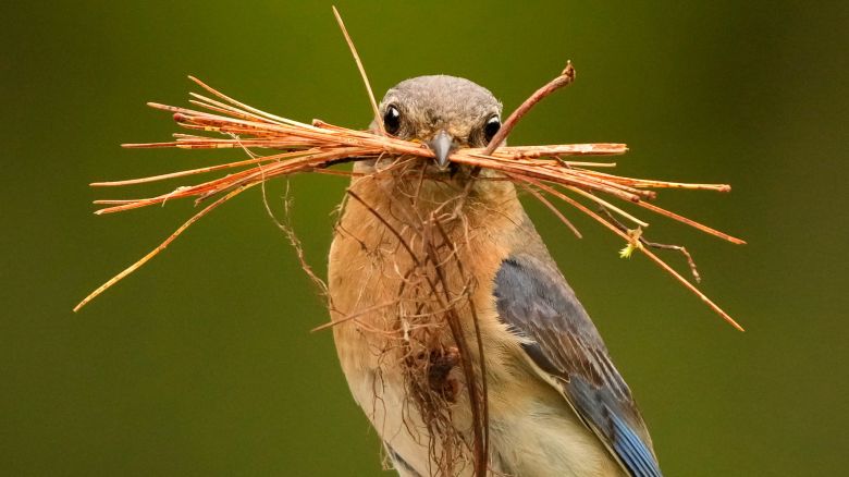 A female eastern bluebird holds a clump of pine needles she is using to pad a nesting box, Tuesday, May 28, 2024, in Freeport, Maine. (AP Photo/Robert F. Bukaty)