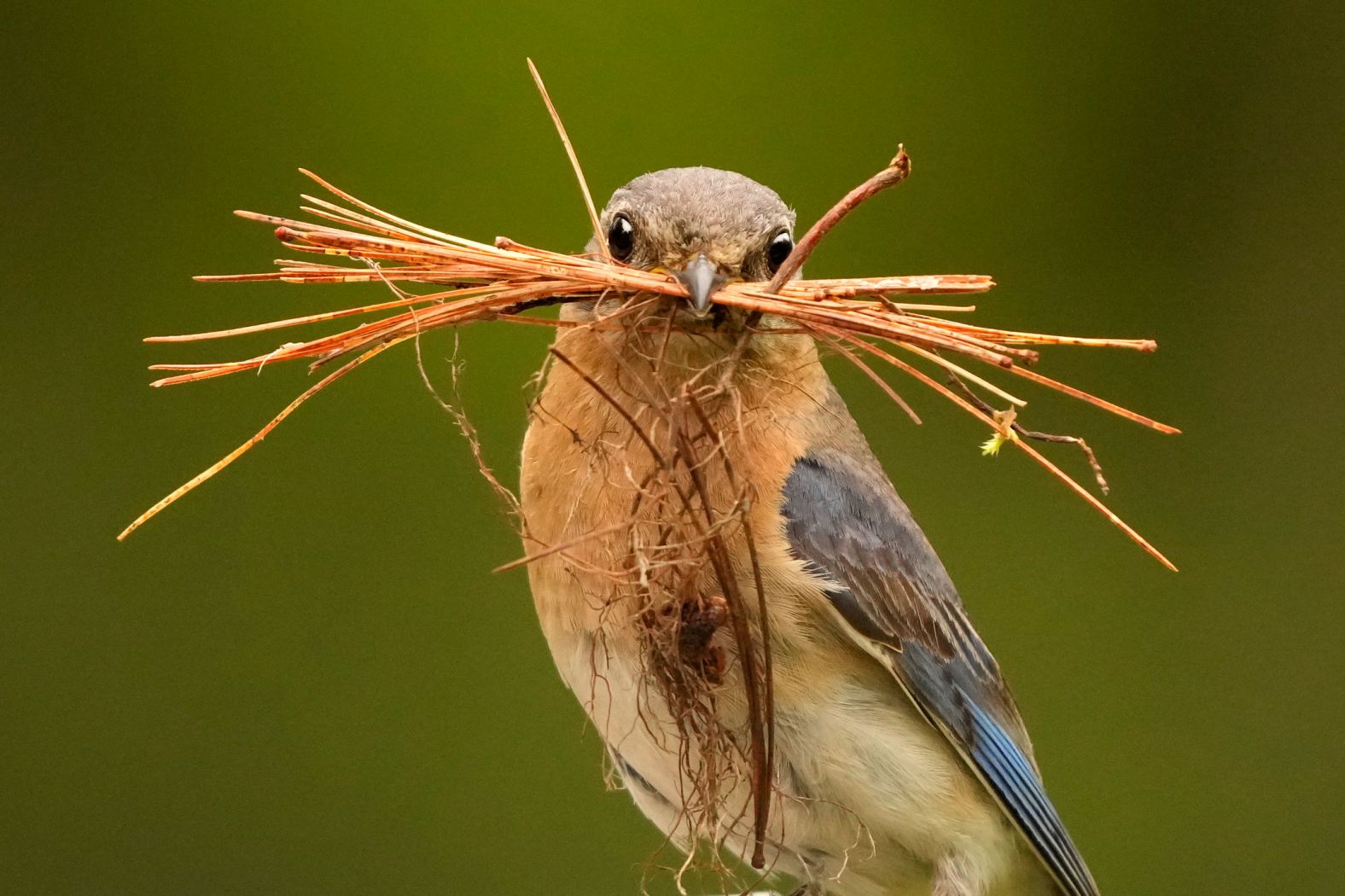 An eastern bluebird holds a clump of pine needles to pad a nesting box in Freeport, Maine, on Tuesday, May 28.
