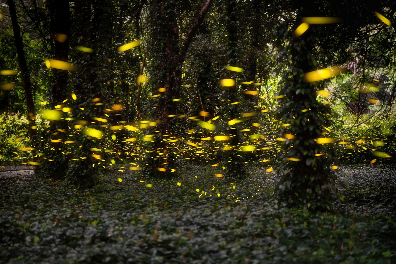 Swarms of fireflies light up a forest at the South China National Botanical Garden in Guangzhou, China, on Friday, May 24. <a href="index.php?page=&url=http%3A%2F%2Fwww.cnn.com%2F2024%2F05%2F23%2Fworld%2Fgallery%2Fphotos-this-week-may-16-may-23%2Findex.html" target="_blank">See last week in 34 photos</a>.