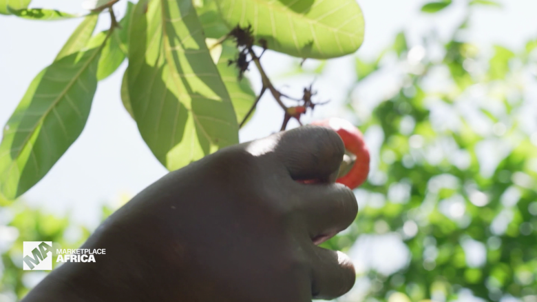 MPA Ghana cashews spc_00004528.png