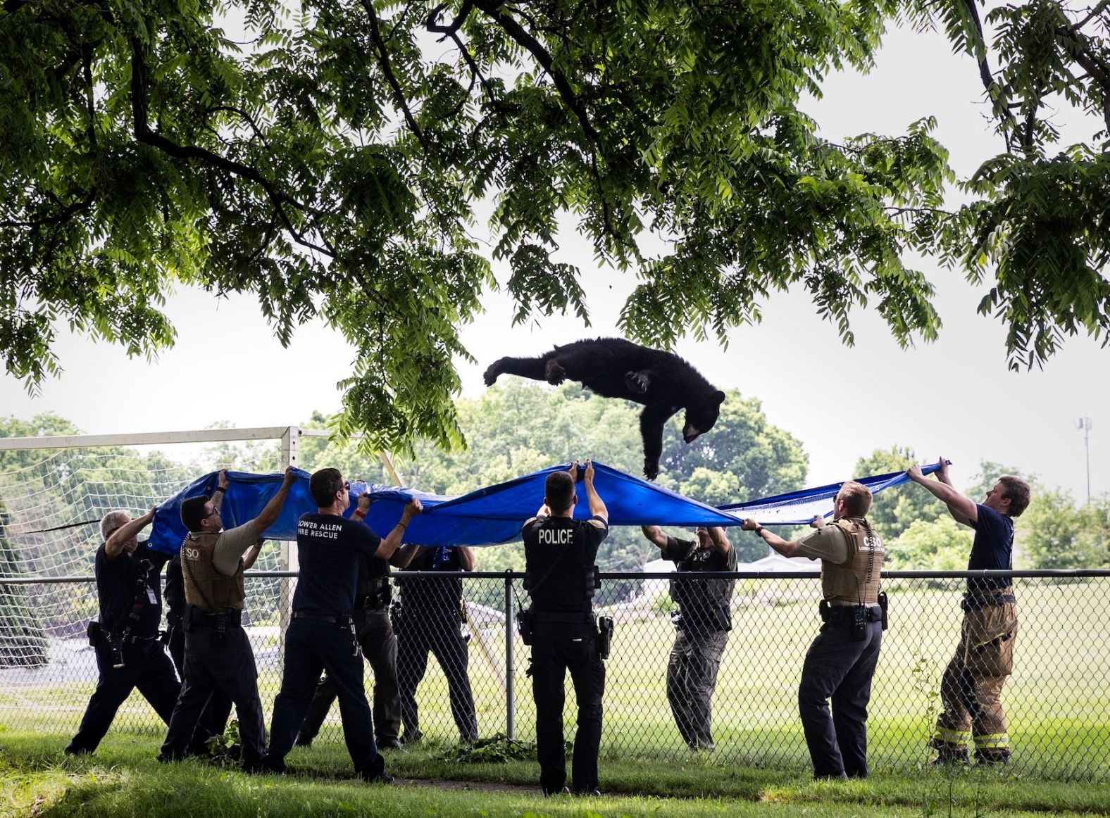 Wildlife officials, along with firefighters and police officers, use a tarp to catch a tranquilized black bear as it falls from a tree in Camp Hill, Pennsylvania, on Tuesday, June 4. The bear had roamed into a suburban neighborhood near a high school, <a href="index.php?page=&url=https%3A%2F%2Fwww.pennlive.com%2Fnews%2F2024%2F06%2Fbear-in-tree-puts-cumberland-county-high-school-on-alert.html" target="_blank" target="_blank">according to Pennlive.com</a>.