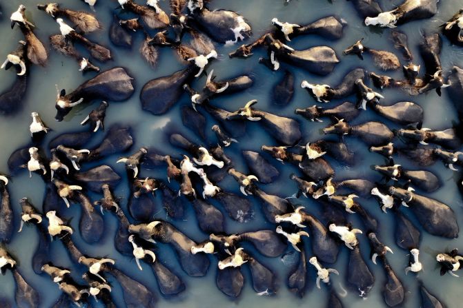 This aerial picture shows buffaloes cooling off in a branch of the Euphrates River near Hilla, Iraq, on Friday, May 31.