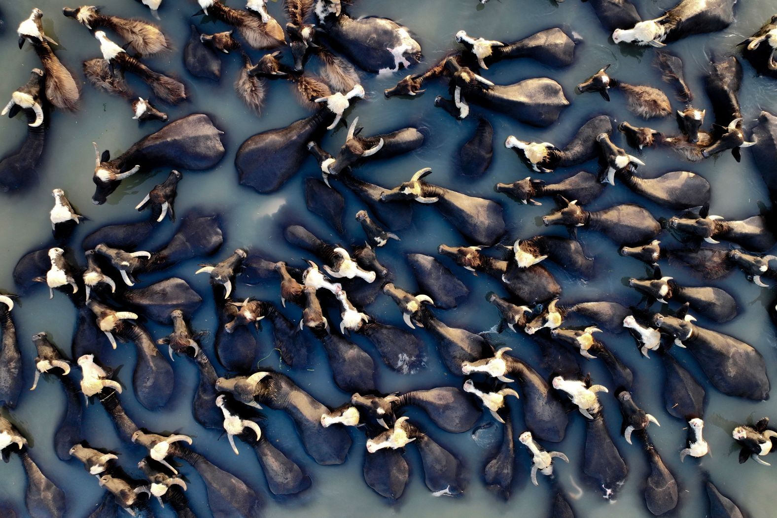 This aerial picture shows buffaloes cooling off in a branch of the Euphrates River near Hilla, Iraq, on Friday, May 31.