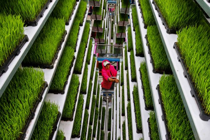 An employee works at a seedling nursery in Lianyungang, China, on Wednesday, June 5.