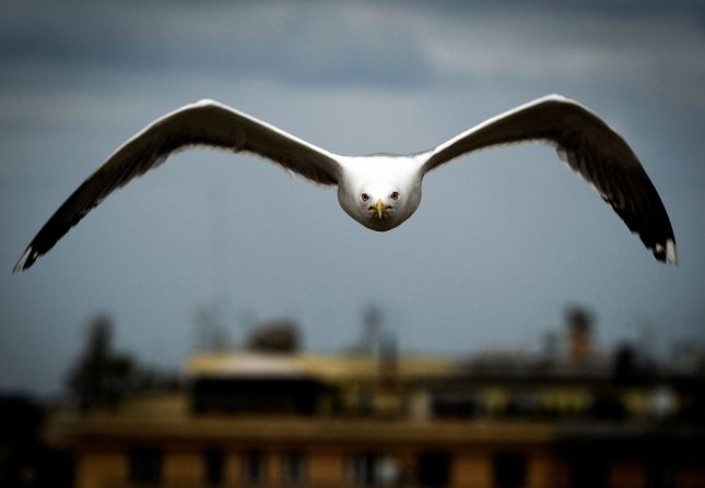 A seagull flies above a rooftop in Rome on Sunday, June 2.