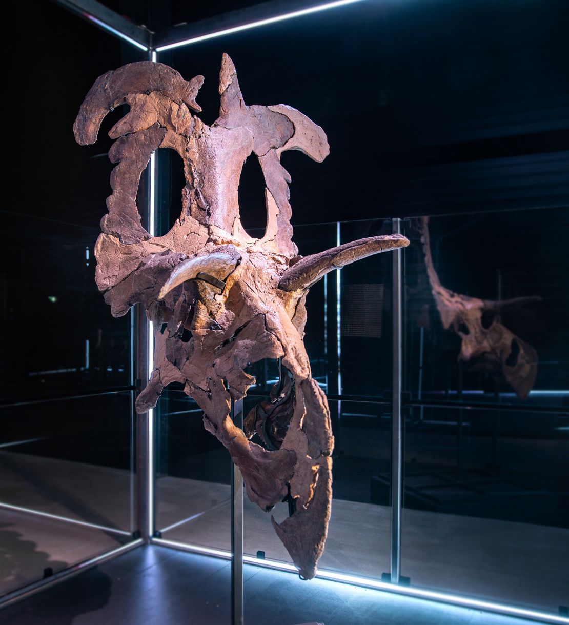 Fossil skull bones of Lokiceratops reconstructed and displayed at the Museum of Evolution in Maribo, Denmark