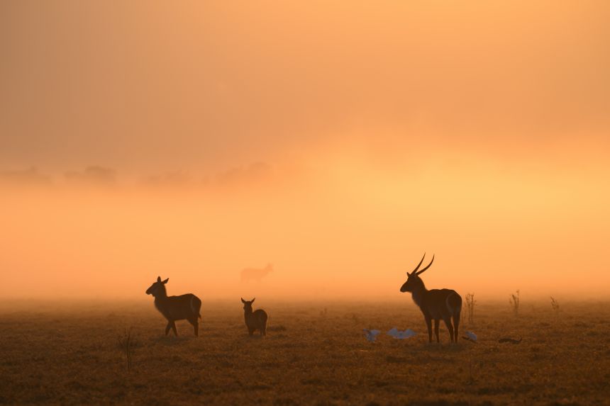 Waterbuck antelope on a misty morning in Gorongosa. The national park is regularly covered in sea fog that blows in from Mozambique's coast.