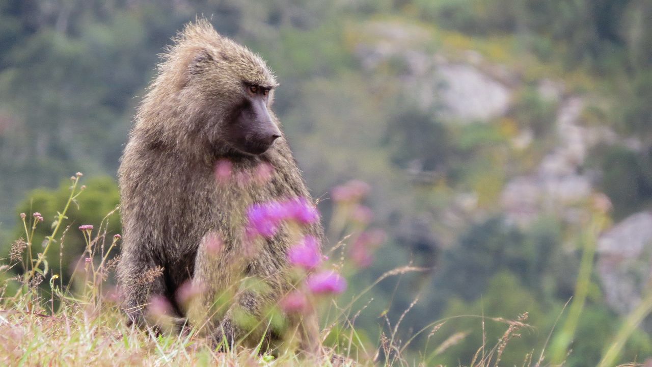 Naimina Enkiyio, or the Forest of the Lost Child, in Kenya, is home to a wealth of wildlife, from elephants, lions and leopards to buffalo, hyenas and baboons (pictured). According to <a  target="_blank" target="_blank">global forest change data</a>, the area has only lost 2% of forest cover since 2000, while others in the country have lost 20 to 60% in the same timeframe -- making it one of the few intact forests in the east African nation.