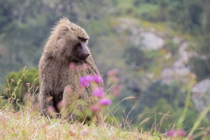 Naimina Enkiyio, or the Forest of the Lost Child, in Kenya, is home to a wealth of wildlife, from elephants, lions and leopards to buffalo, hyenas and baboons (pictured). According to <a href="https://developers.google.com/earth-engine/datasets/catalog/UMD_hansen_global_forest_change_2023_v1_11" target="_blank" target="_blank">global forest change data</a>, the area has only lost 2% of forest cover since 2000, while others in the country have lost 20 to 60% in the same timeframe -- making it one of the few intact forests in the east African nation.