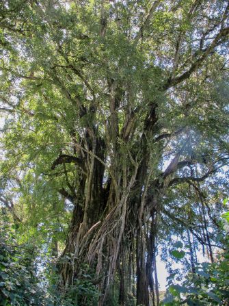 While the forest is largely undocumented by science, a recent effort to survey its flora and fauna identified <a  target="_blank" target="_blank">277 plant species</a>, recording their botanical names and their names in the local Maasai language. Pictured here is the African strangler fig.