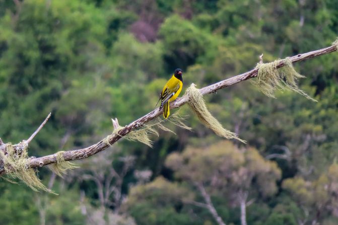 The forest is home to a plethora of birds, including the African black-headed oriole (pictured). The remote location, far from roads and civilization, mean that there is little sound pollution and natures' sounds echo around the place.