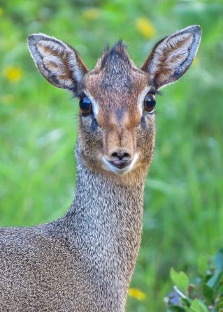 Plenty of Kirk's dik-dik live in the forest, hiding away from the larger predators. 