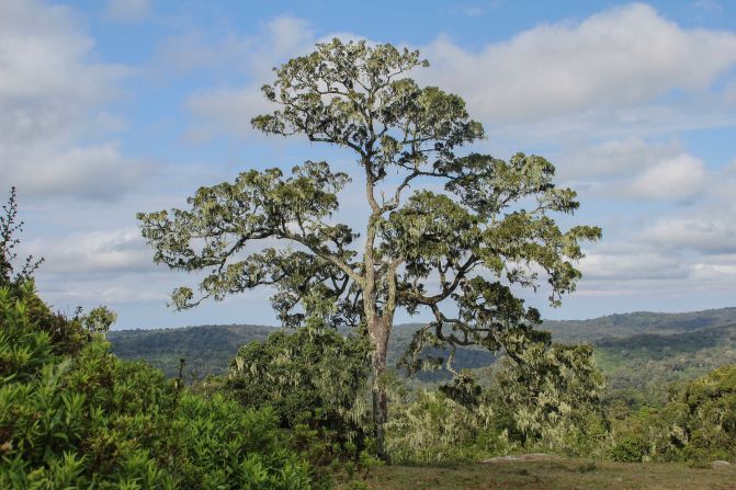 The thick forest, full of African cedar (pictured), opens up occasionally into wide clearings, where the Maasai people would traditionally come to graze their cattle during dry spells.