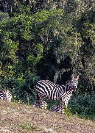 Herds of Burchell's zebra (pictured) can also be spotted grazing in the clearings.