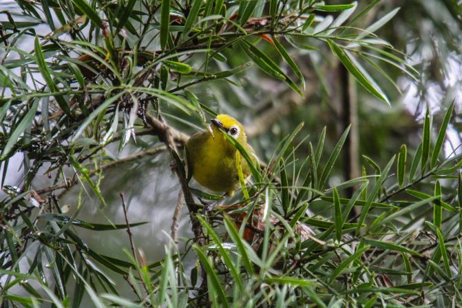 The forest is sacred to the Maasai people, and for centuries they have seen it as their duty to protect the forest and the animals within it -- such as yellow white-eye birds (pictured).