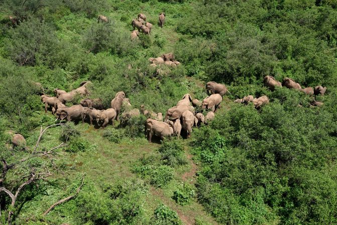 Herds of elephants roam the forest. Avoiding any signs of humans, they are hard to spot and are photographed here from a helicopter. 